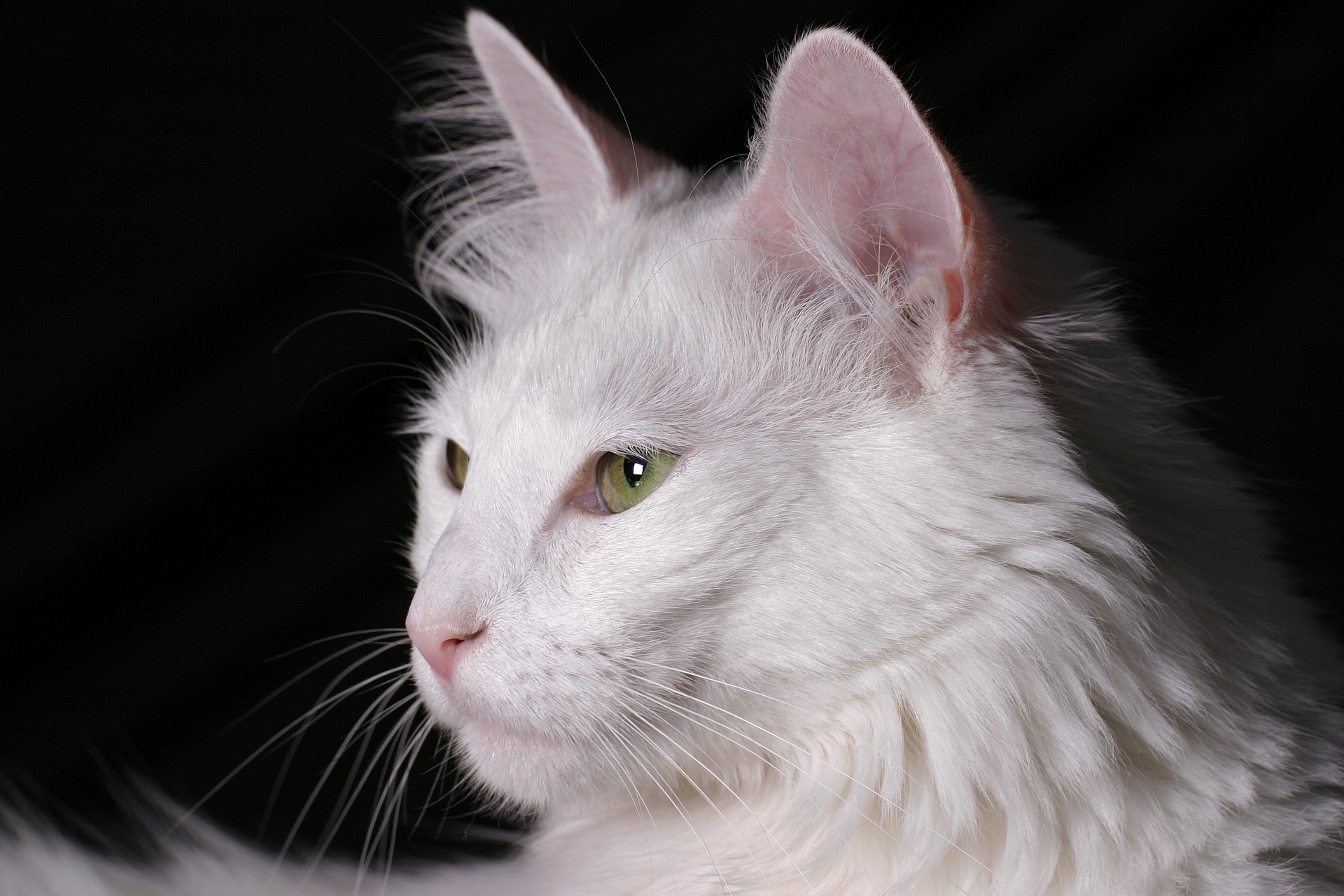 Ankara Kedisi (Turkish Angora Cat)
